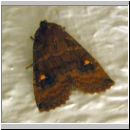 Eupsilia transversa - Eule - Deister 01.jpg